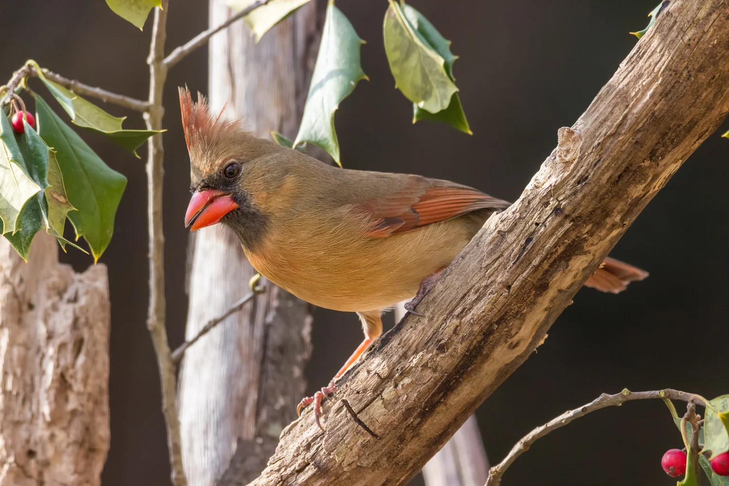 2016-02-07-female cardinal_43.jpg