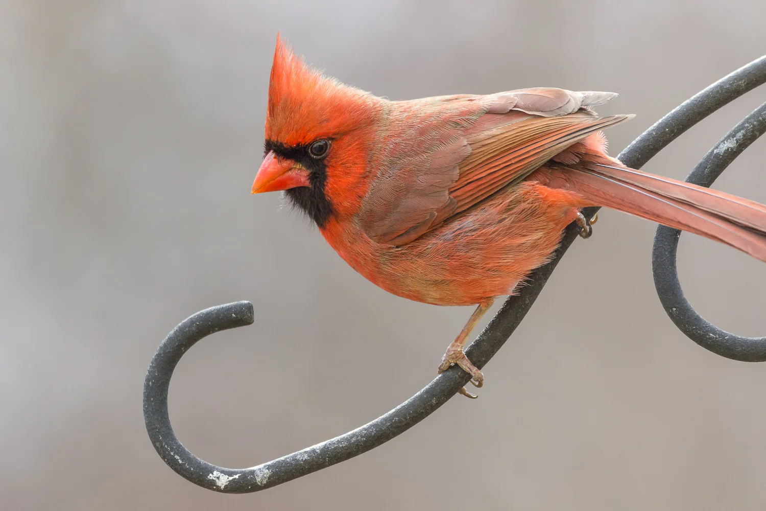 2016-02-16-male cardinal_25.jpg