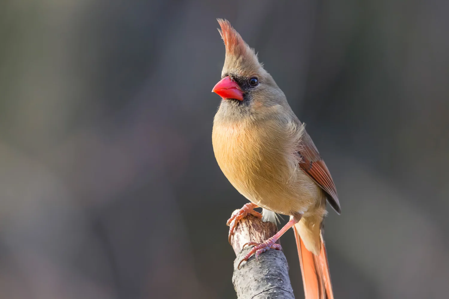 2016-03-03-female cardinal_5.jpg