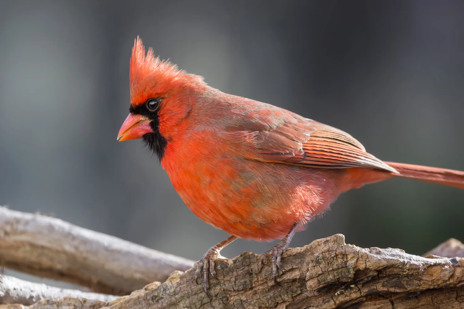 2016-03-03-male cardinal_8.jpg