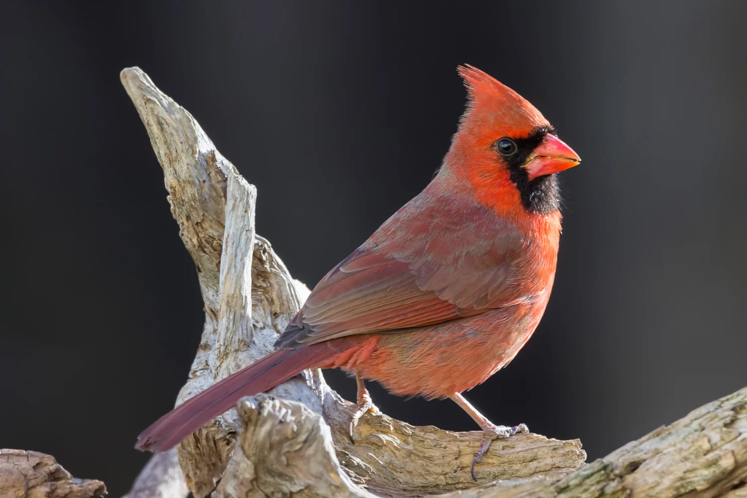 2016-03-03-male cardinal_41.jpg