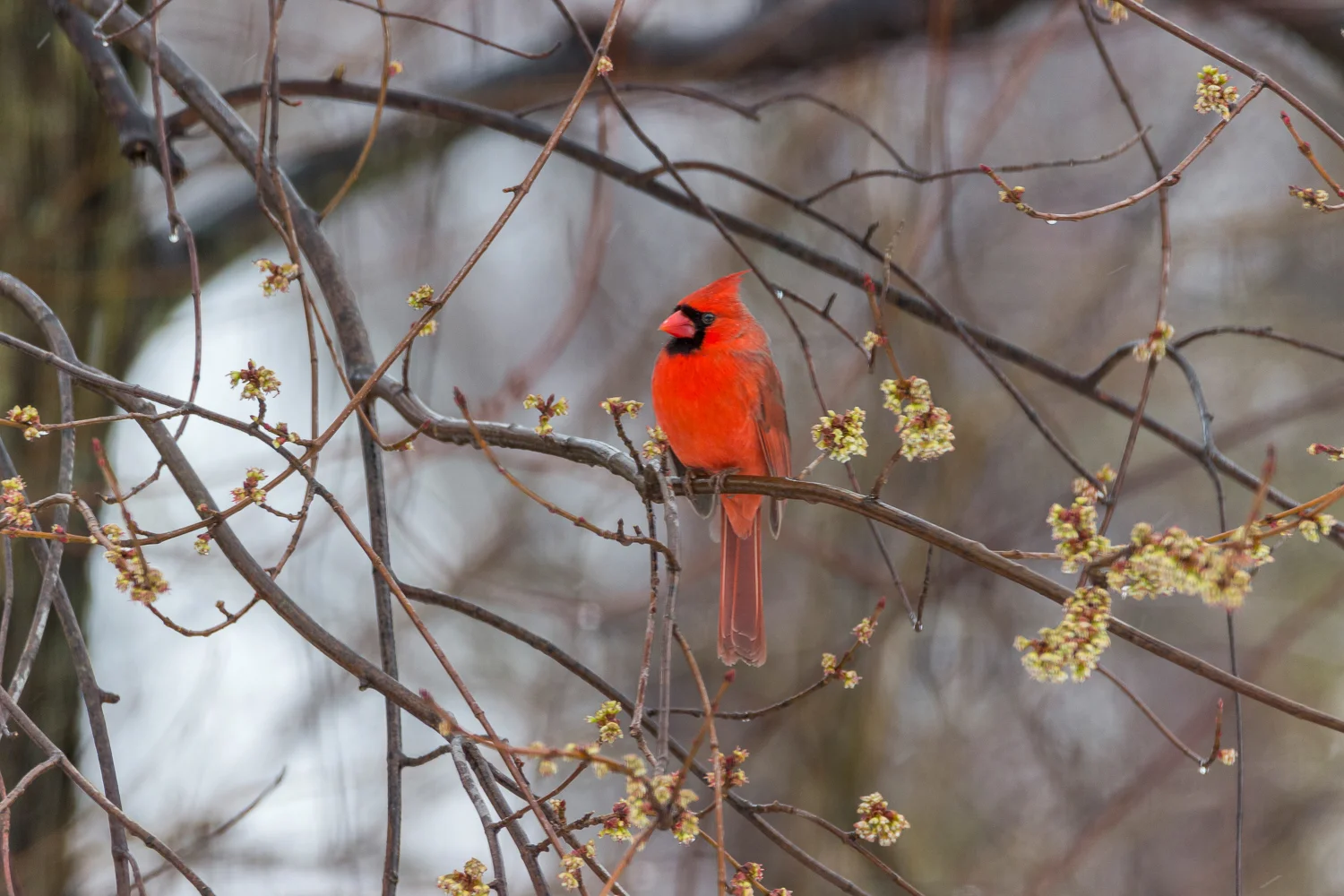 2016-03-14-male cardinal_28.jpg