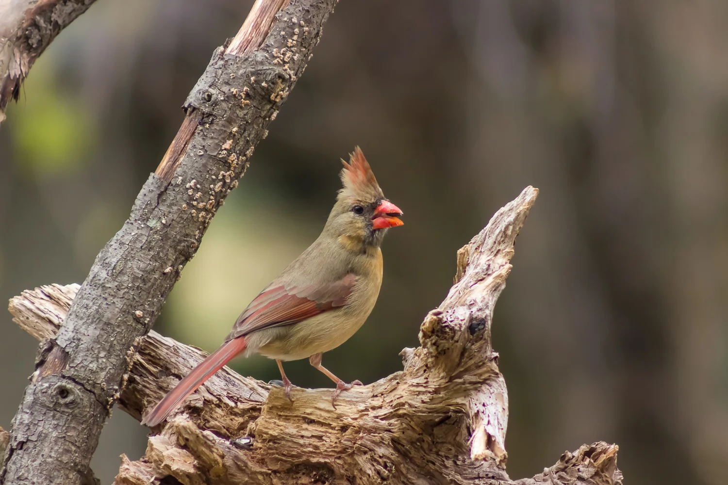 2016-04-09- female cardinal_9.jpg