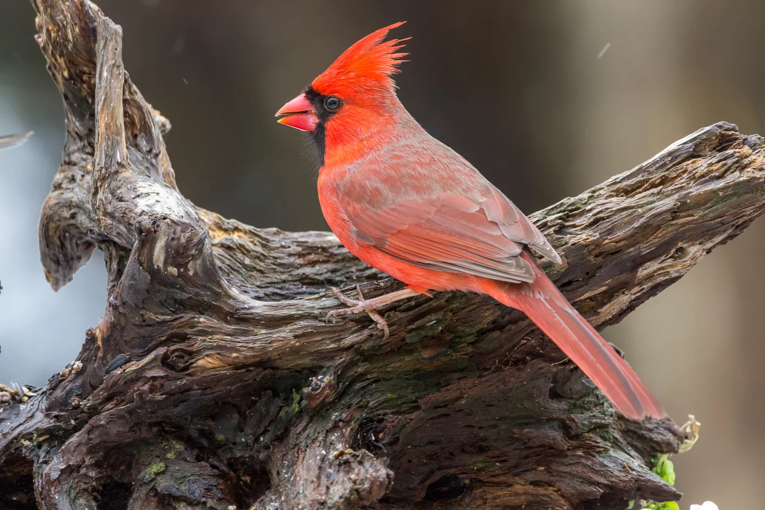 2016-03-14-male cardinal_45.jpg