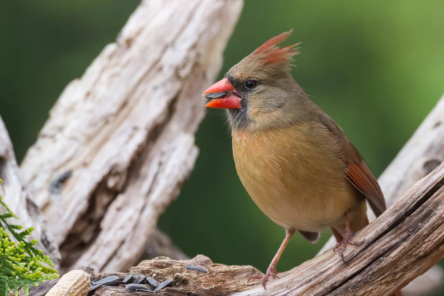 2016-04-19-female cardinal_5.jpg