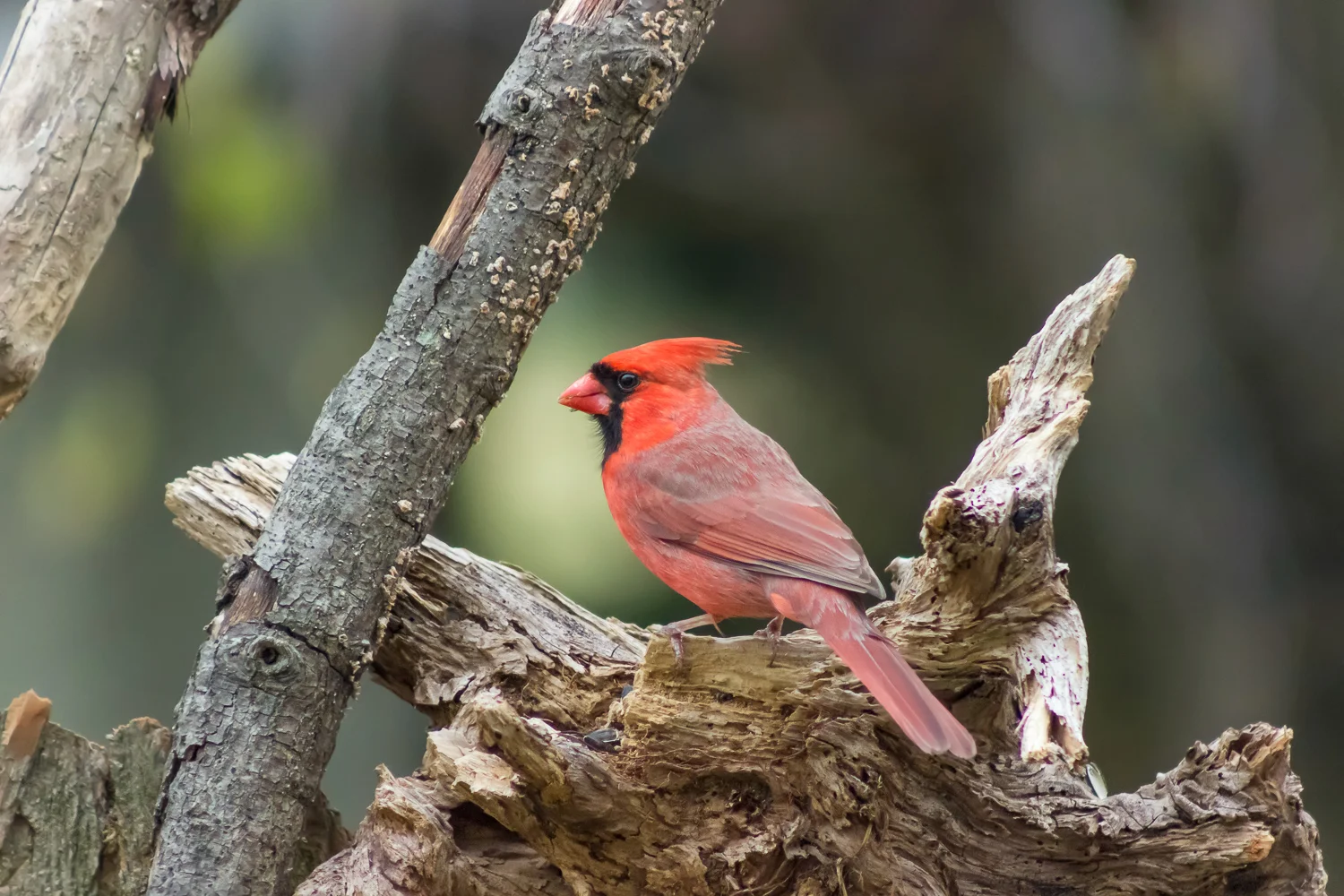 2016-04-09- male cardinal_32.jpg