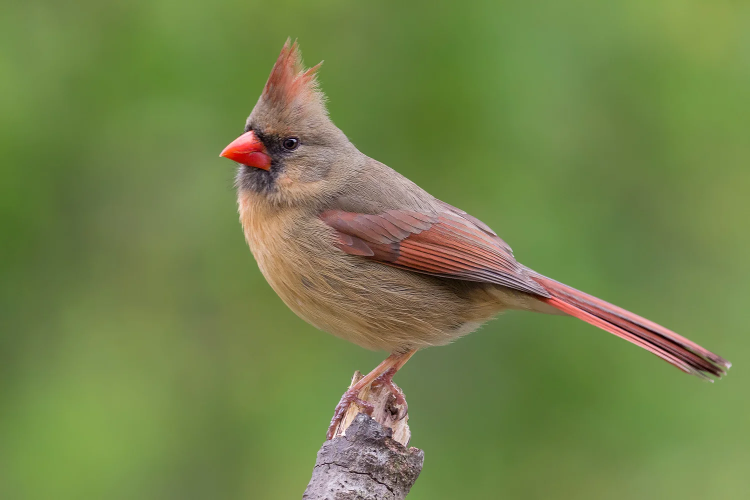 2016-04-23 female cardinal_2.jpg