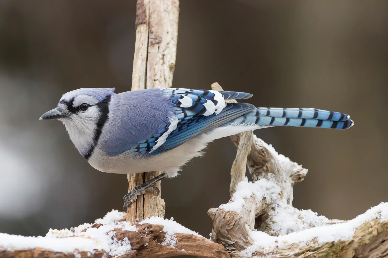 2016-01-07-bluejay_2.jpg
