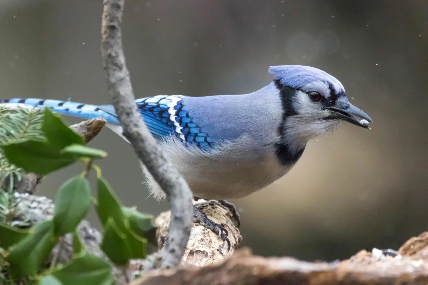2016-01-0-bluejay_8.jpg