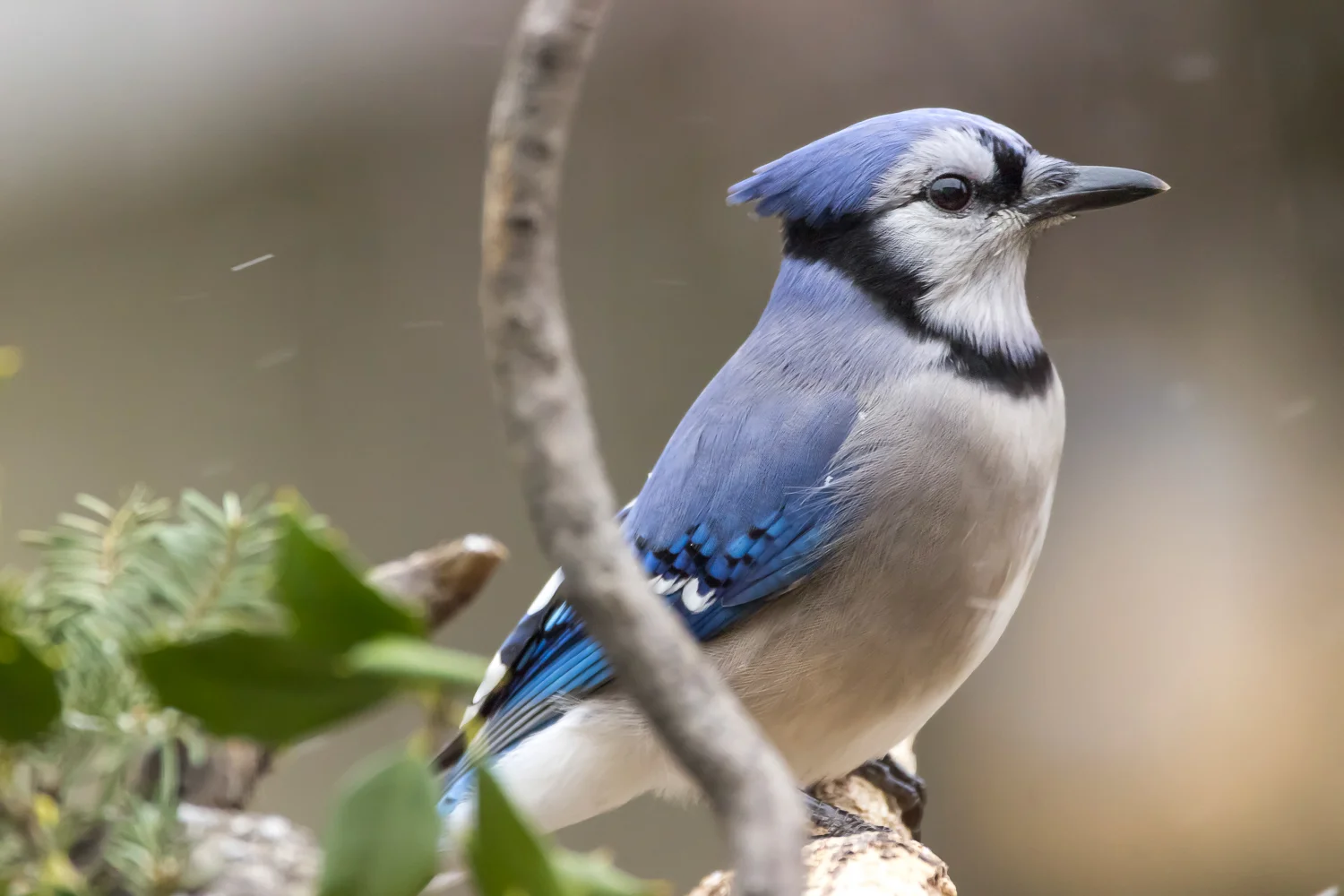 2016-01-07-bluejay_27.jpg