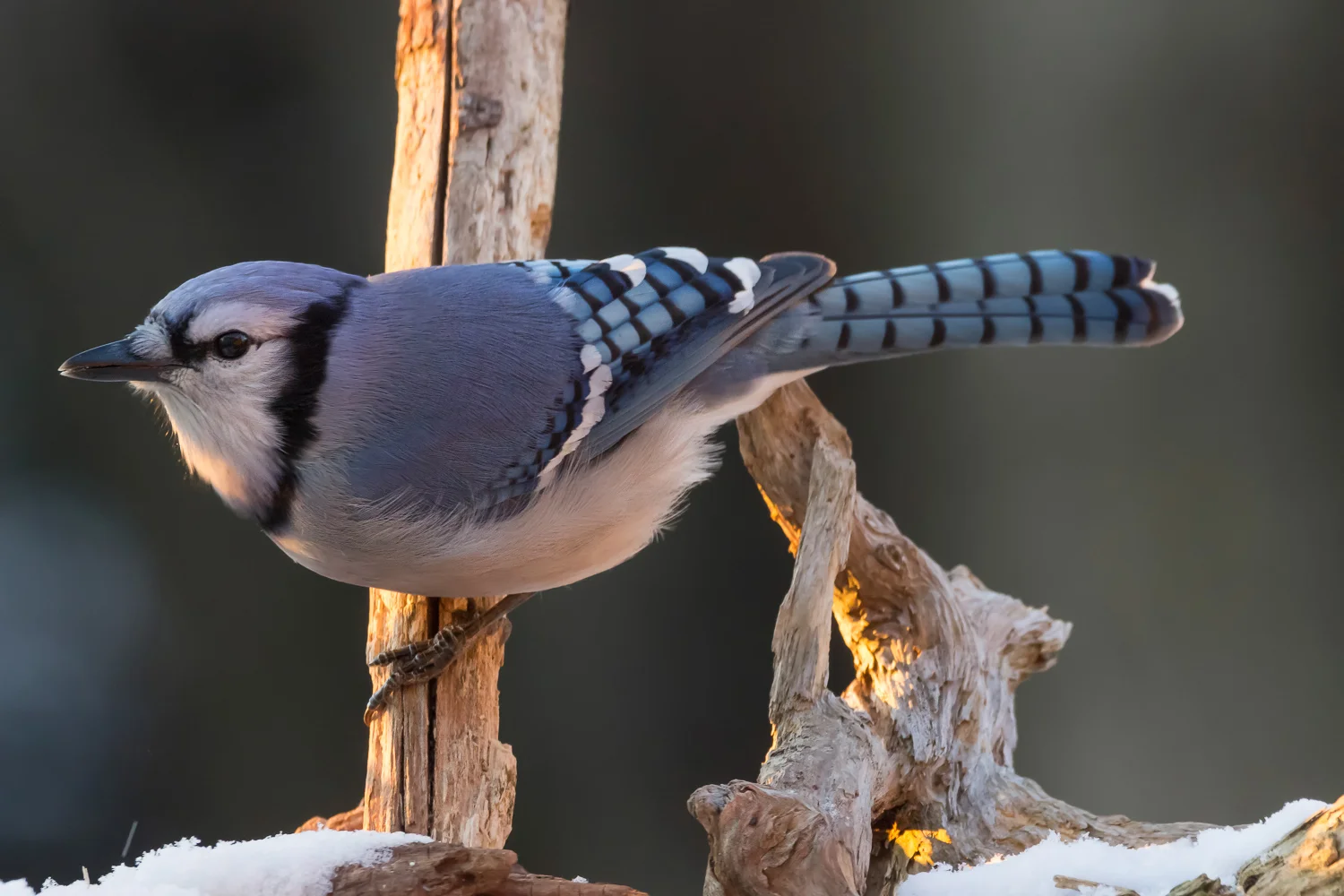 2016-01-08-bluejay_1.jpg