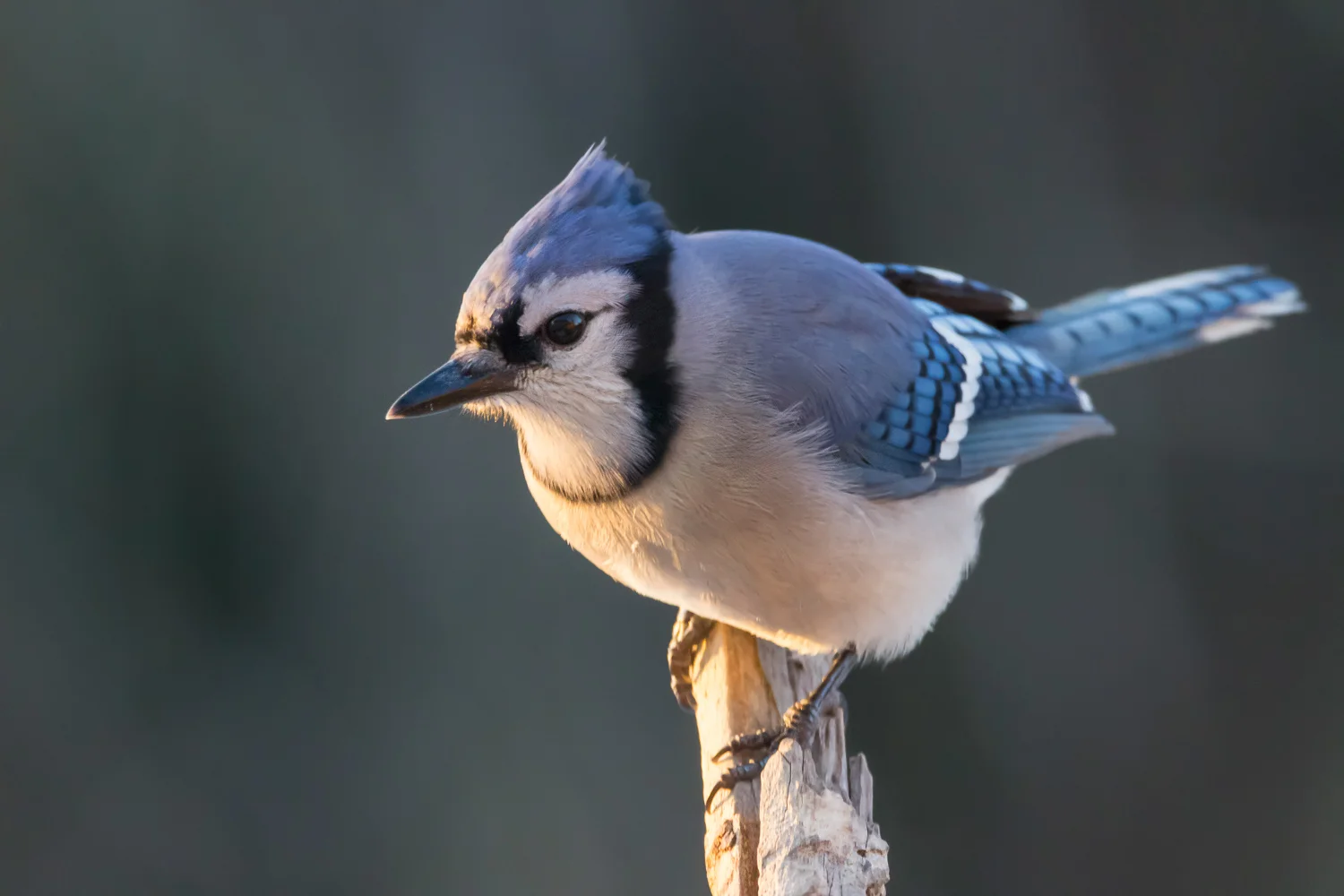 2016-01-08-bluejay_11.jpg