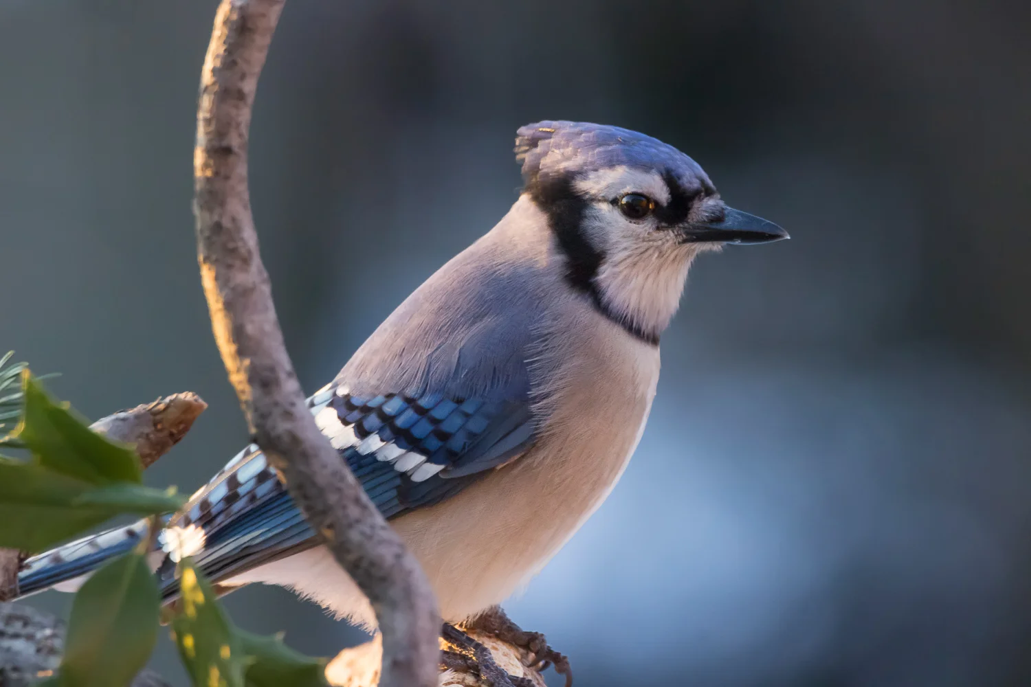 2016-01-08-bluejay_12.jpg