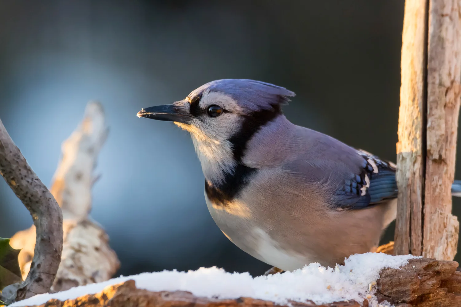 2016-01-08-bluejay_15.jpg