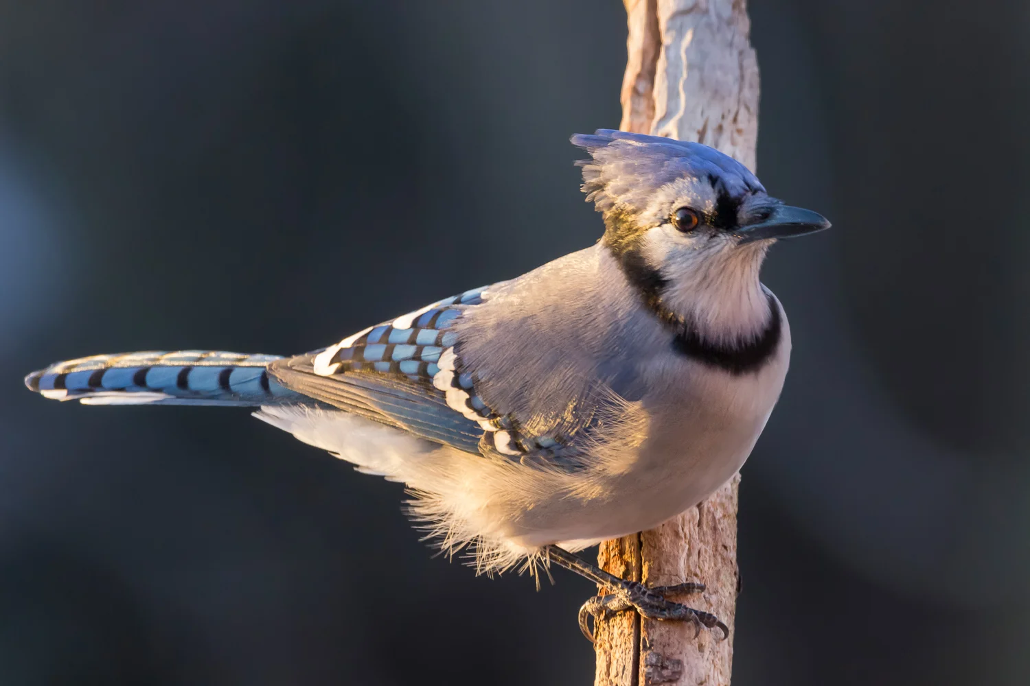 2016-01-08-bluejay_22.jpg
