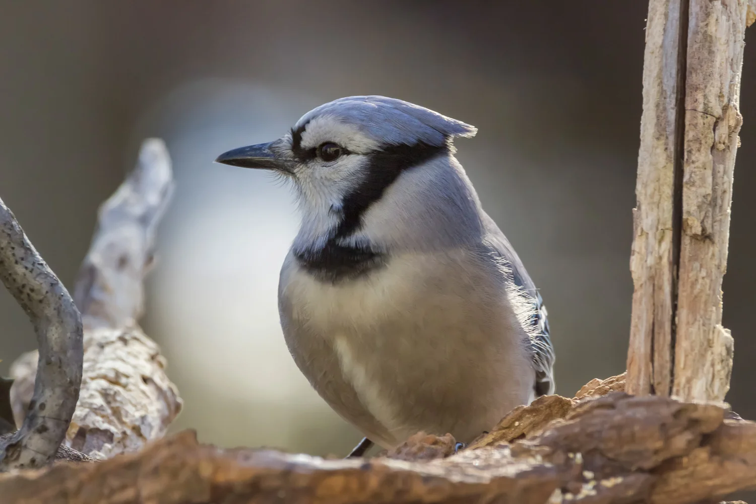 2016-01-08-bluejay_48.jpg