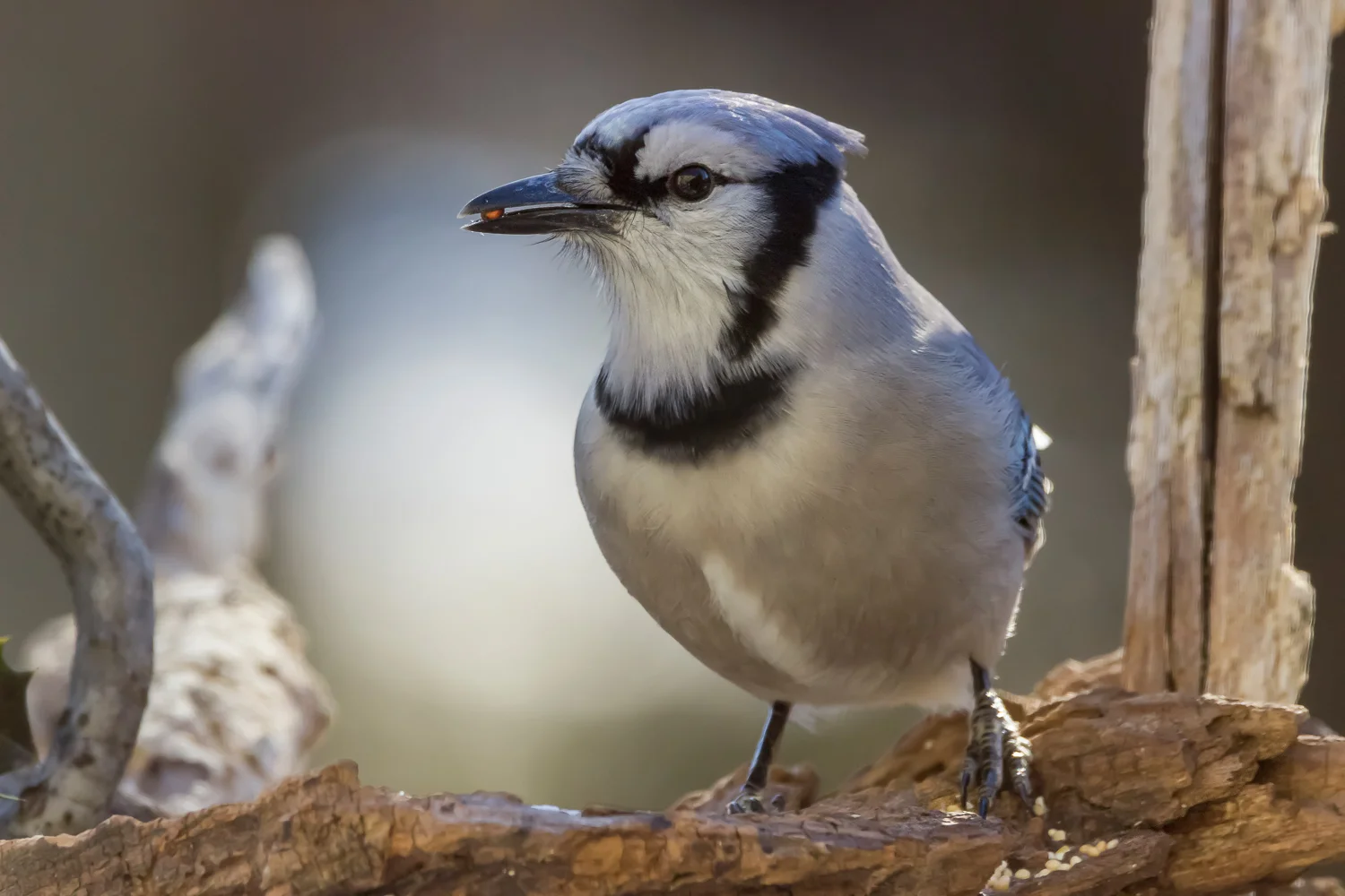 2016-01-08-bluejay_49.jpg