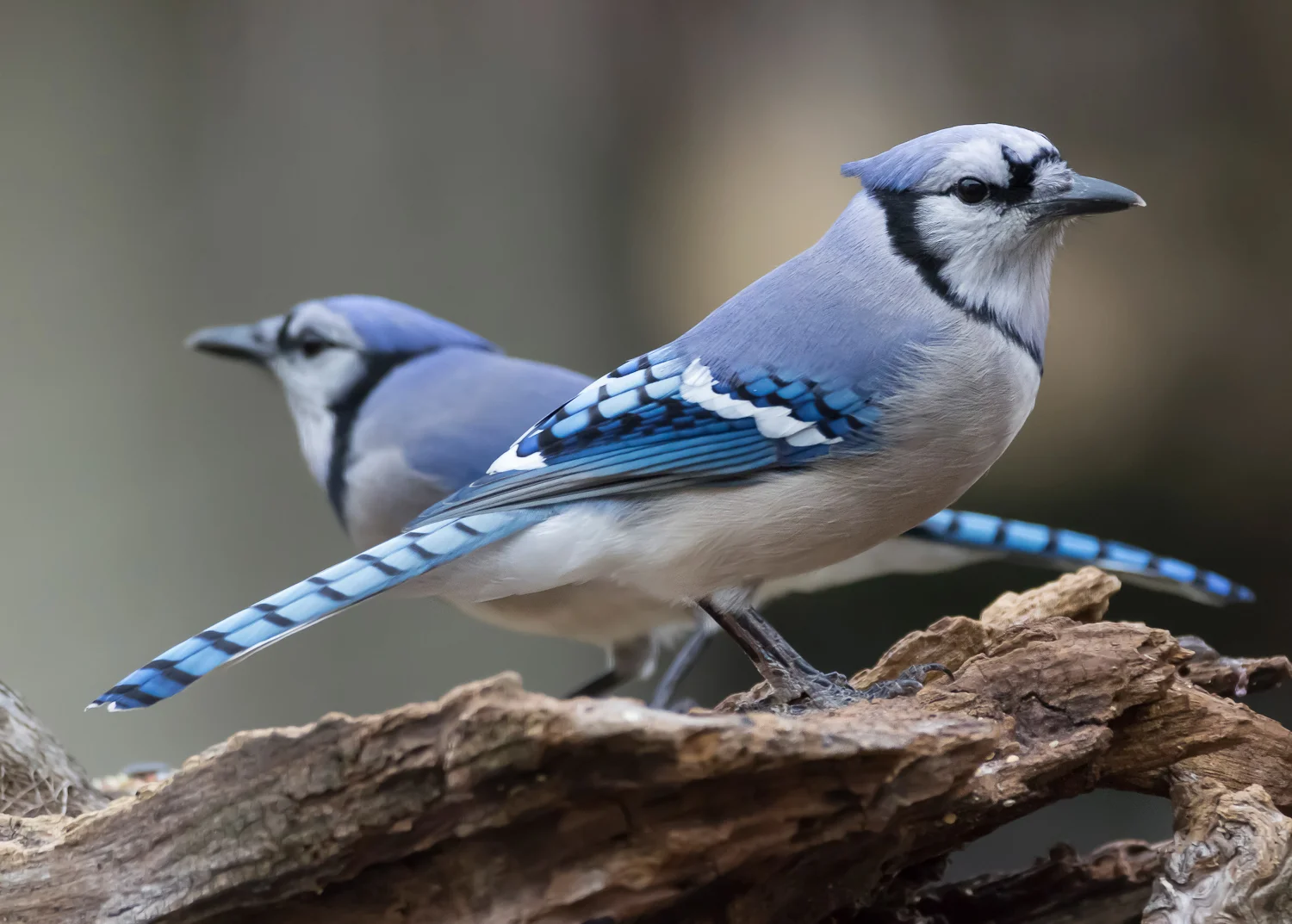 2016-01-24-bluejay_20.jpg