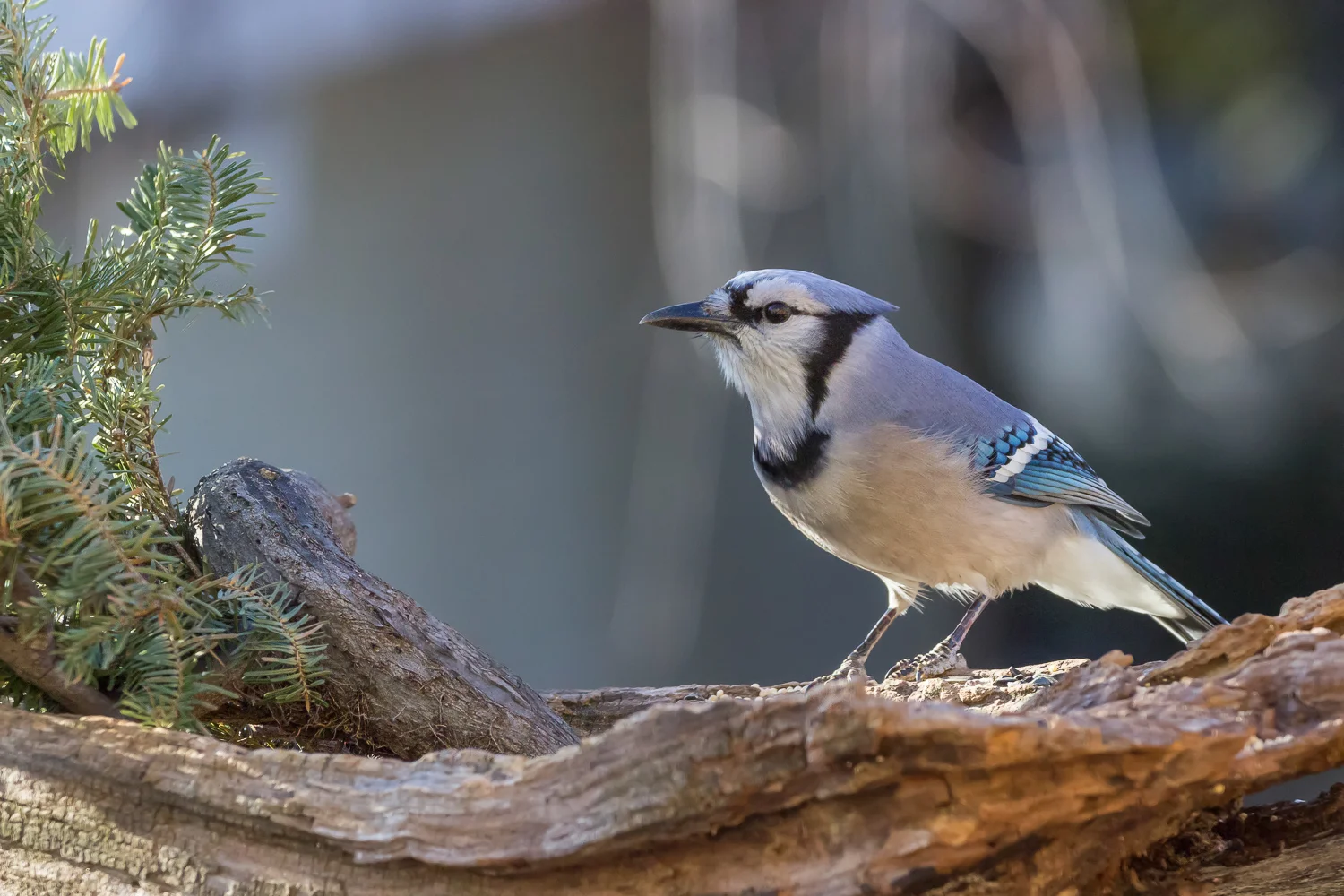 2016-02-06-bluejay_27.jpg