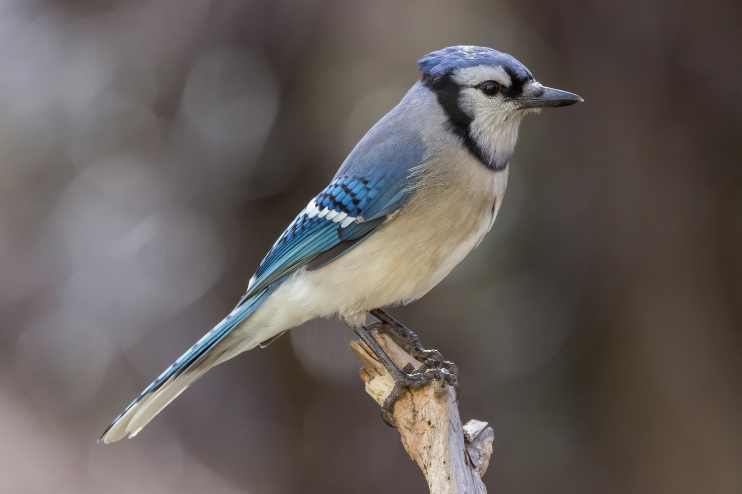 2016-02-08-bluejay_8.jpg