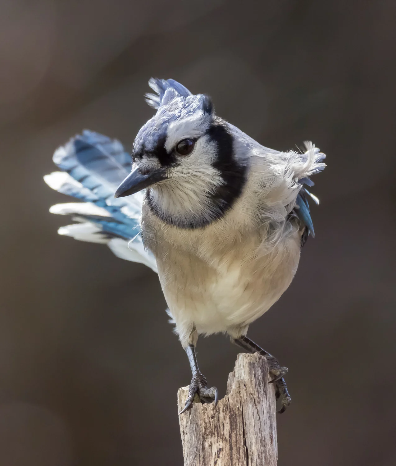 2016-02-08-bluejay_6.jpg