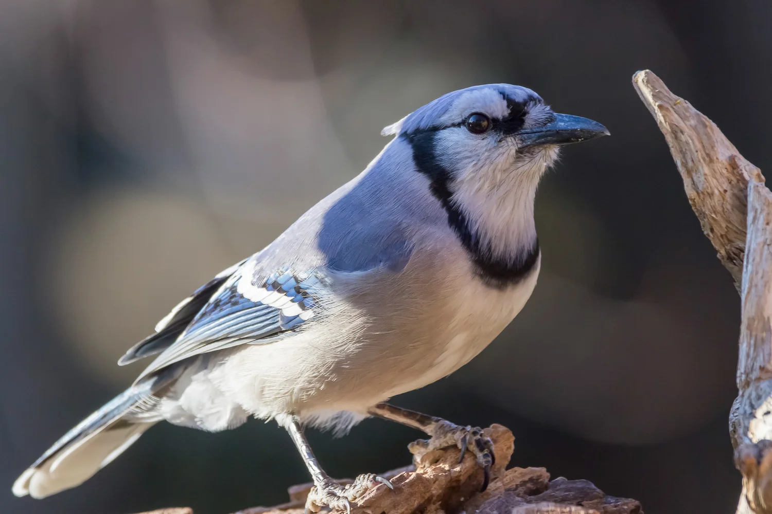 2016-03-03-bluejay_9.jpg