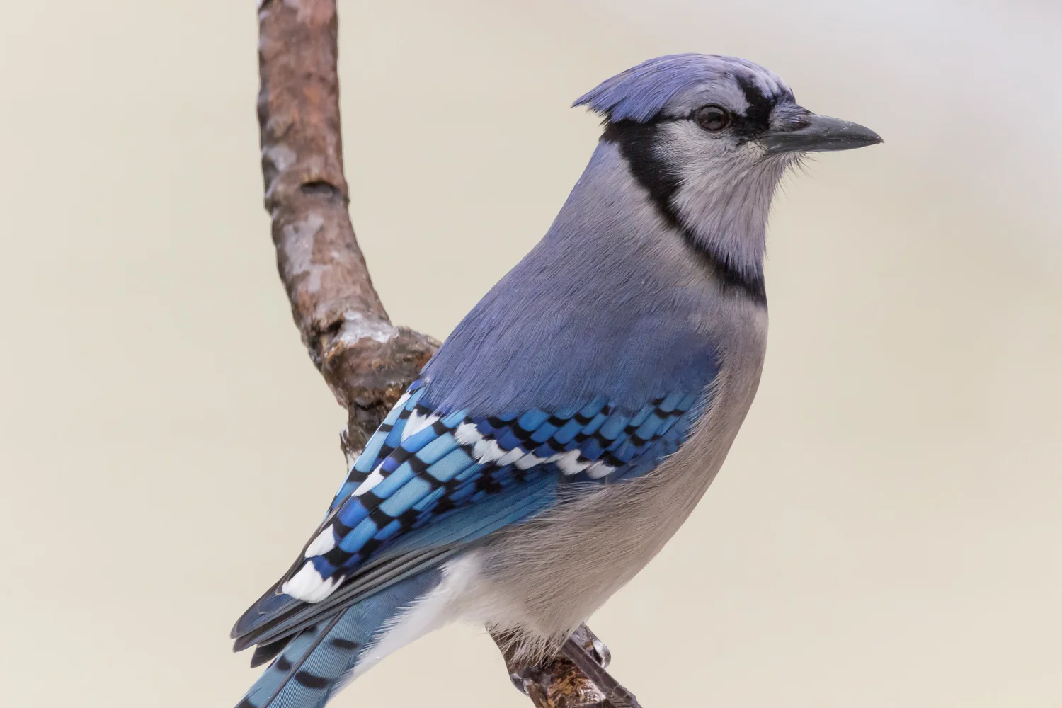 2016-03-14-bluejay_2.jpg