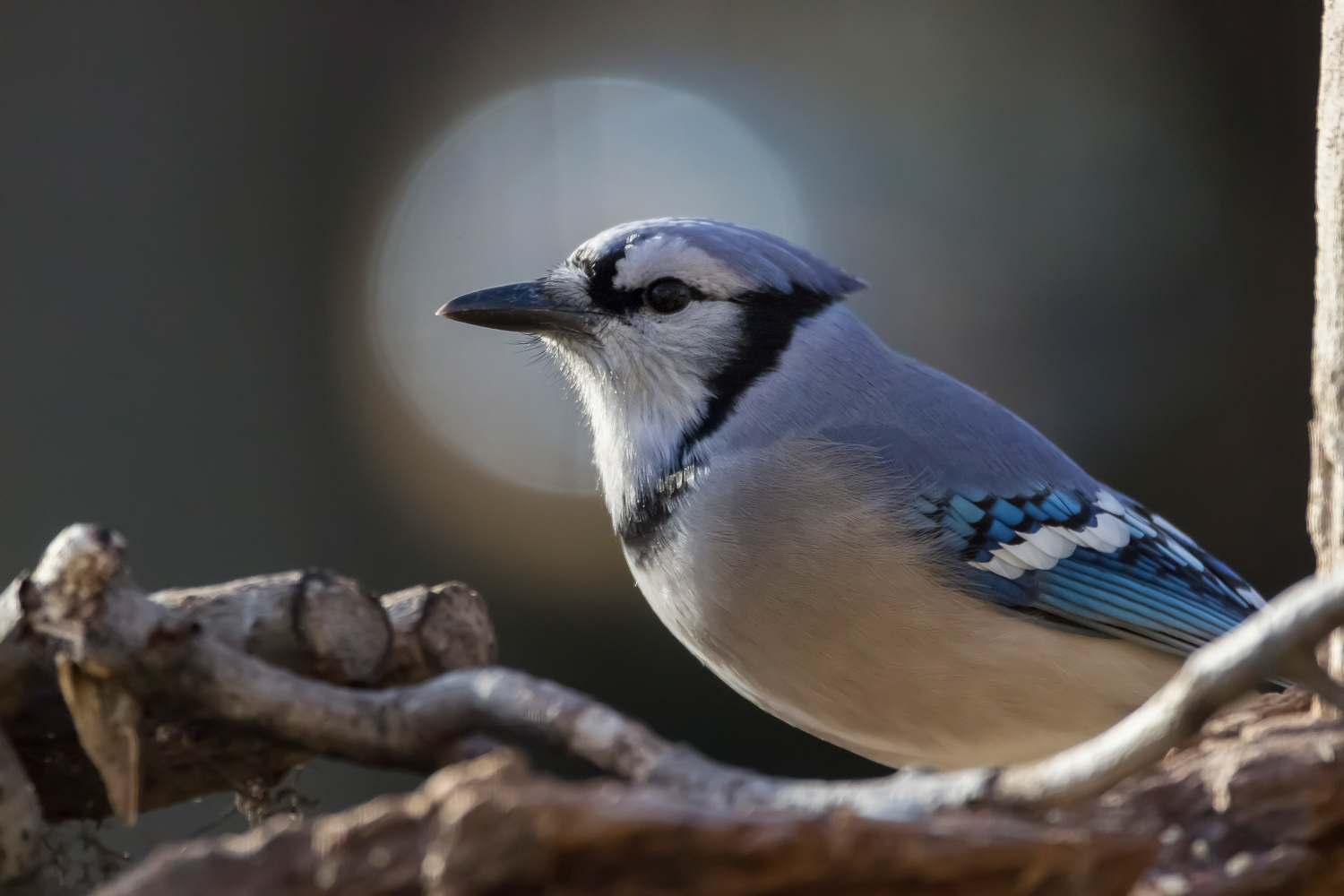 2016-12-31-bluejay_3.jpg