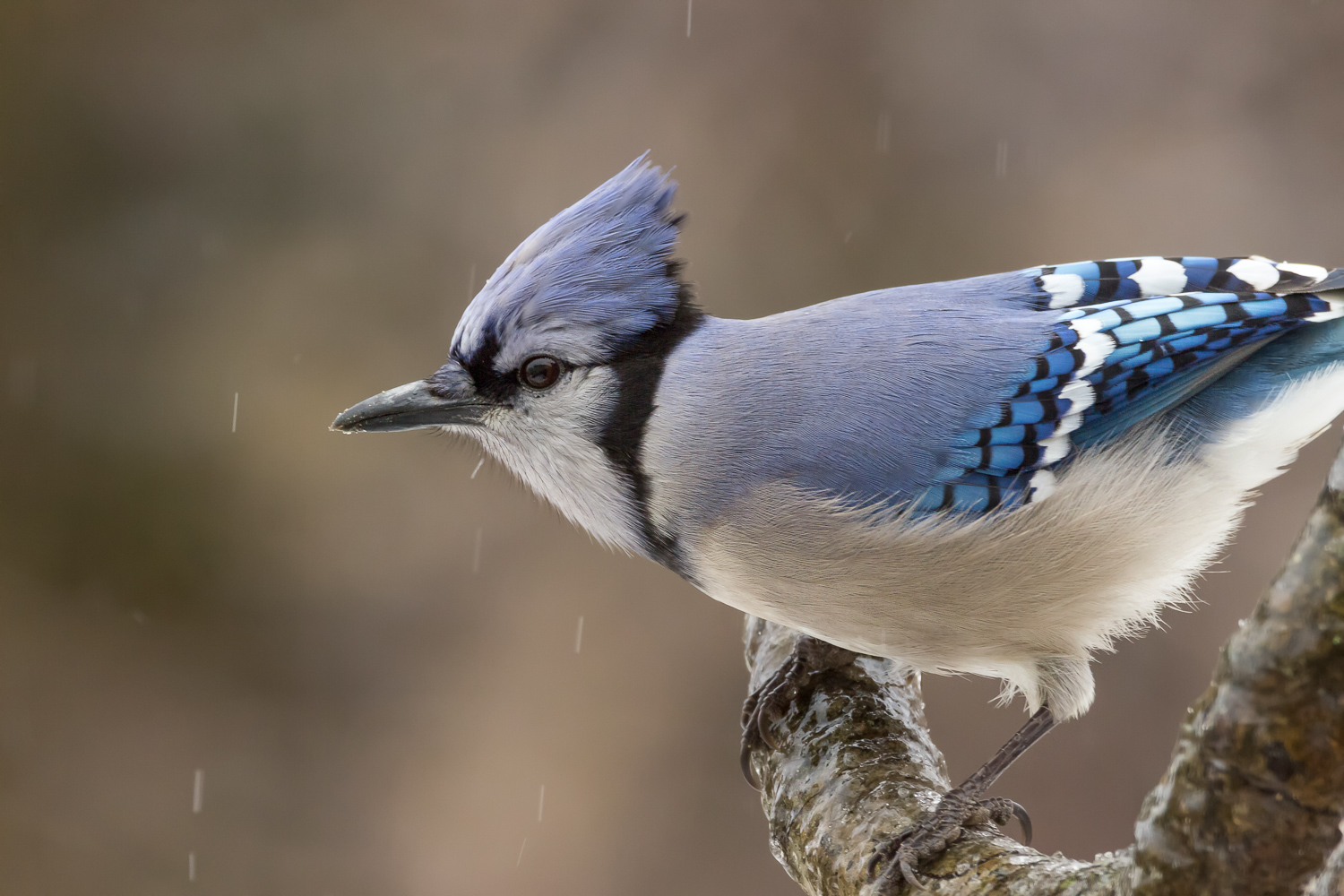 2016-03-14-bluejay.jpg