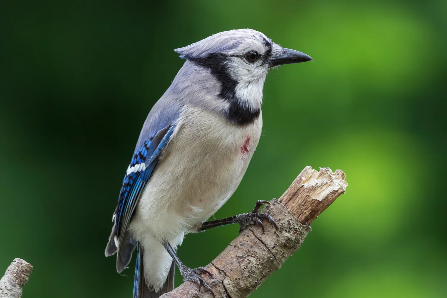 2017-06-16 bluejay.jpg