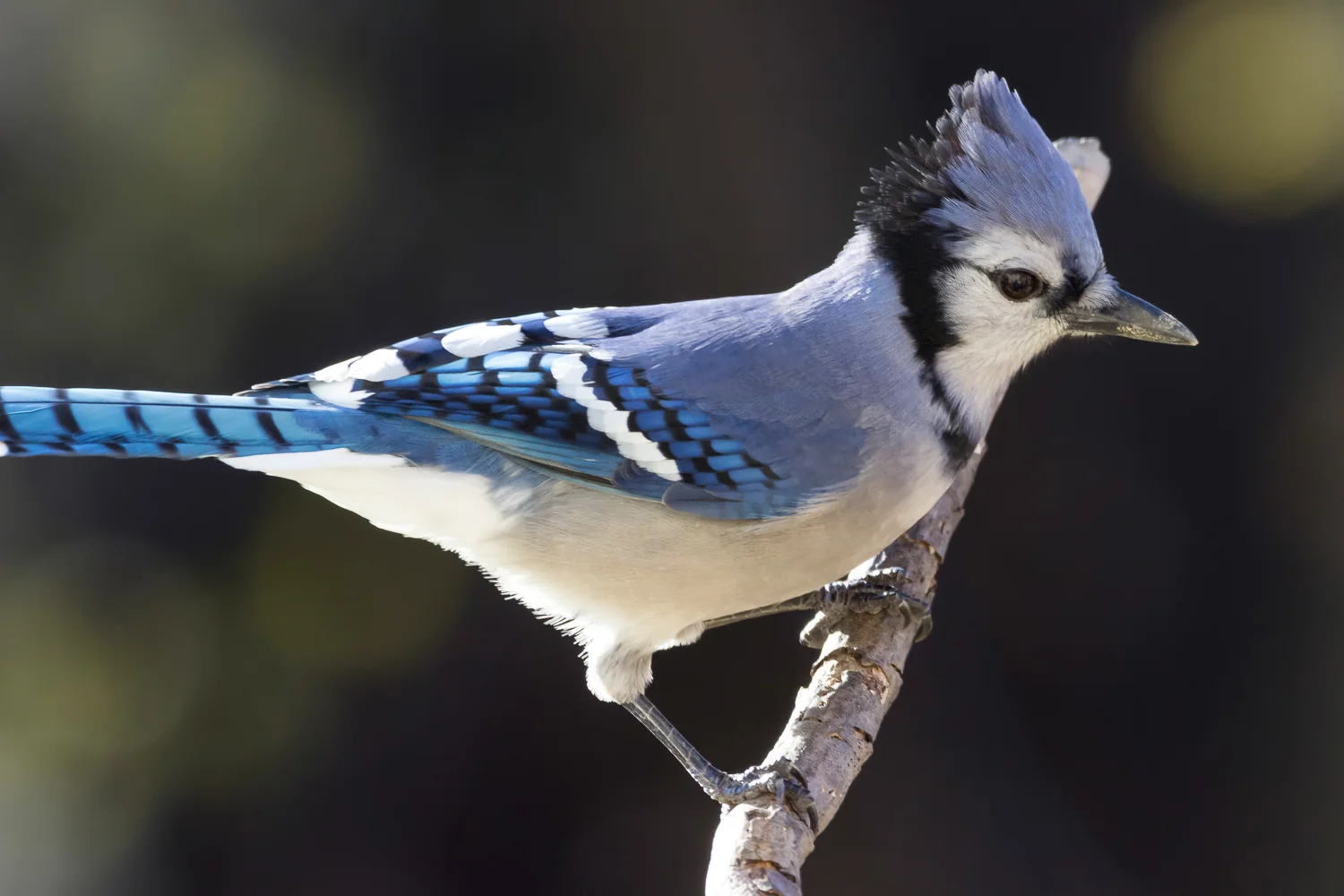 2017-11-20-blue jay.jpg