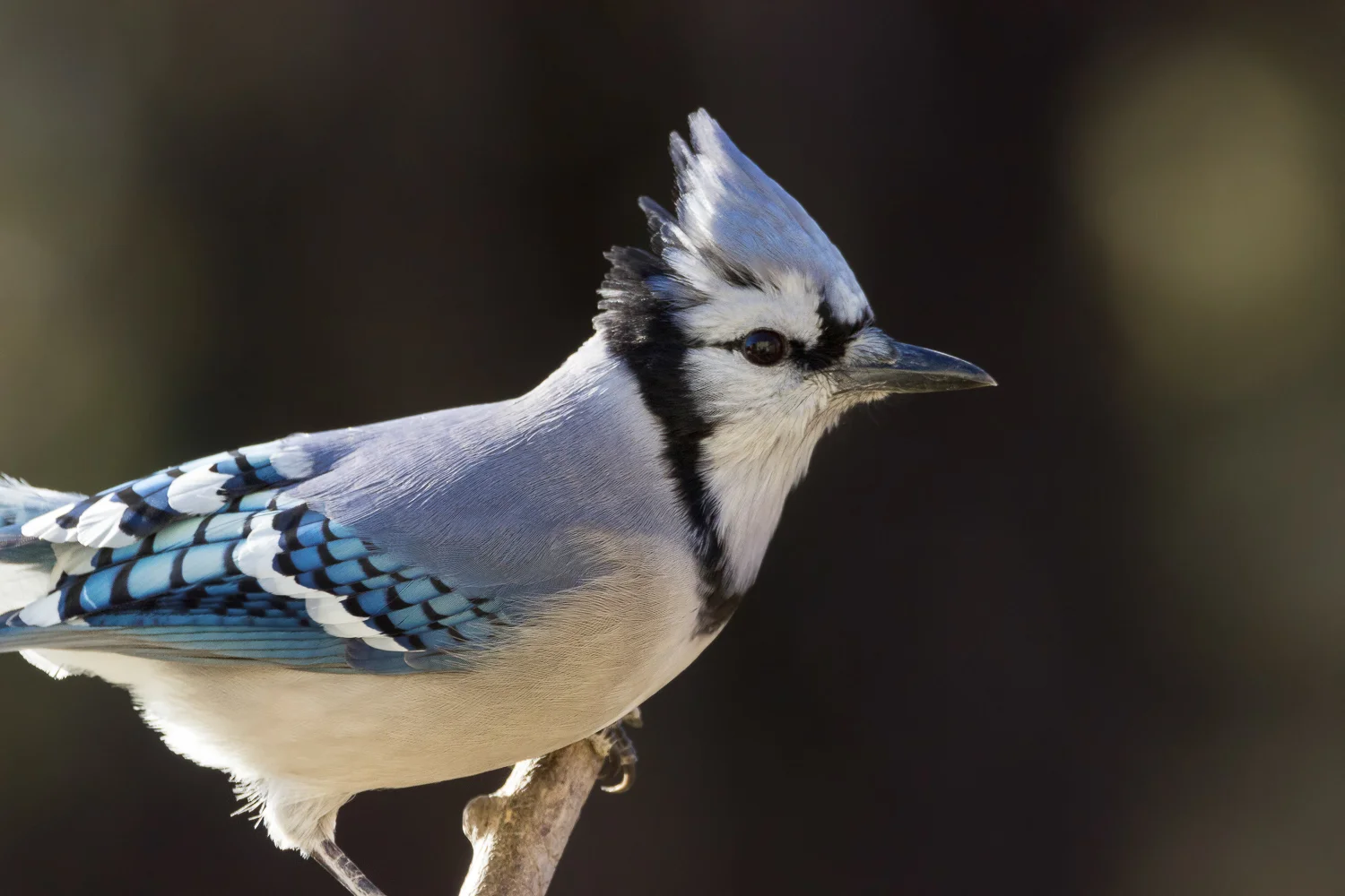 2017-11-21-bluejay_4.jpg