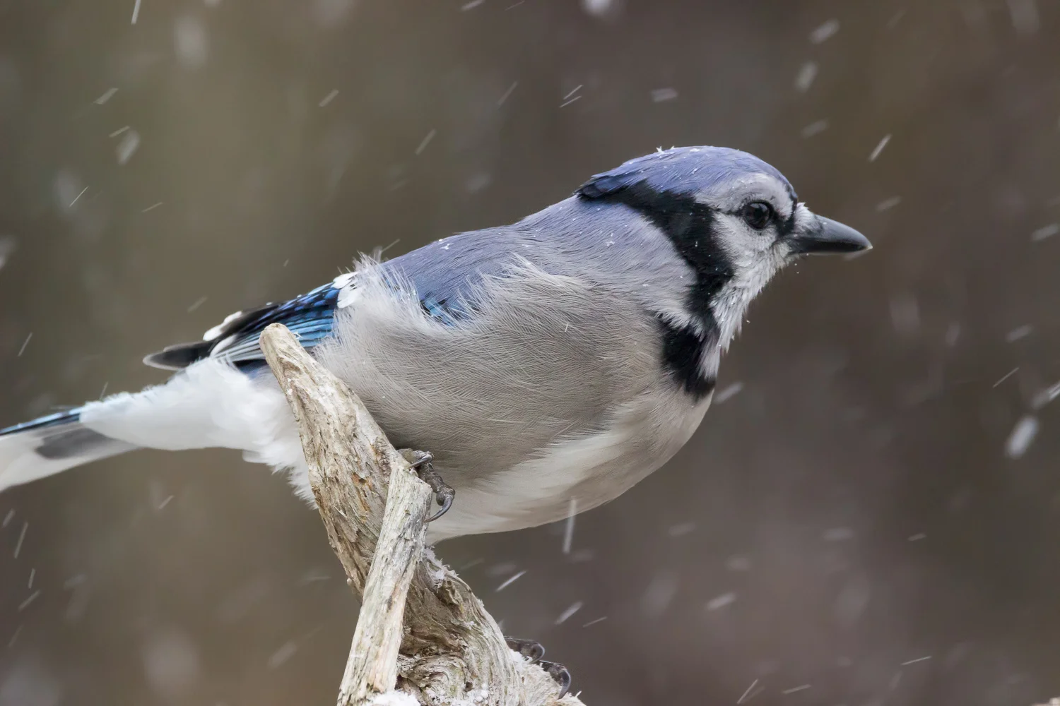 2017-12-09-bluejay_4.jpg