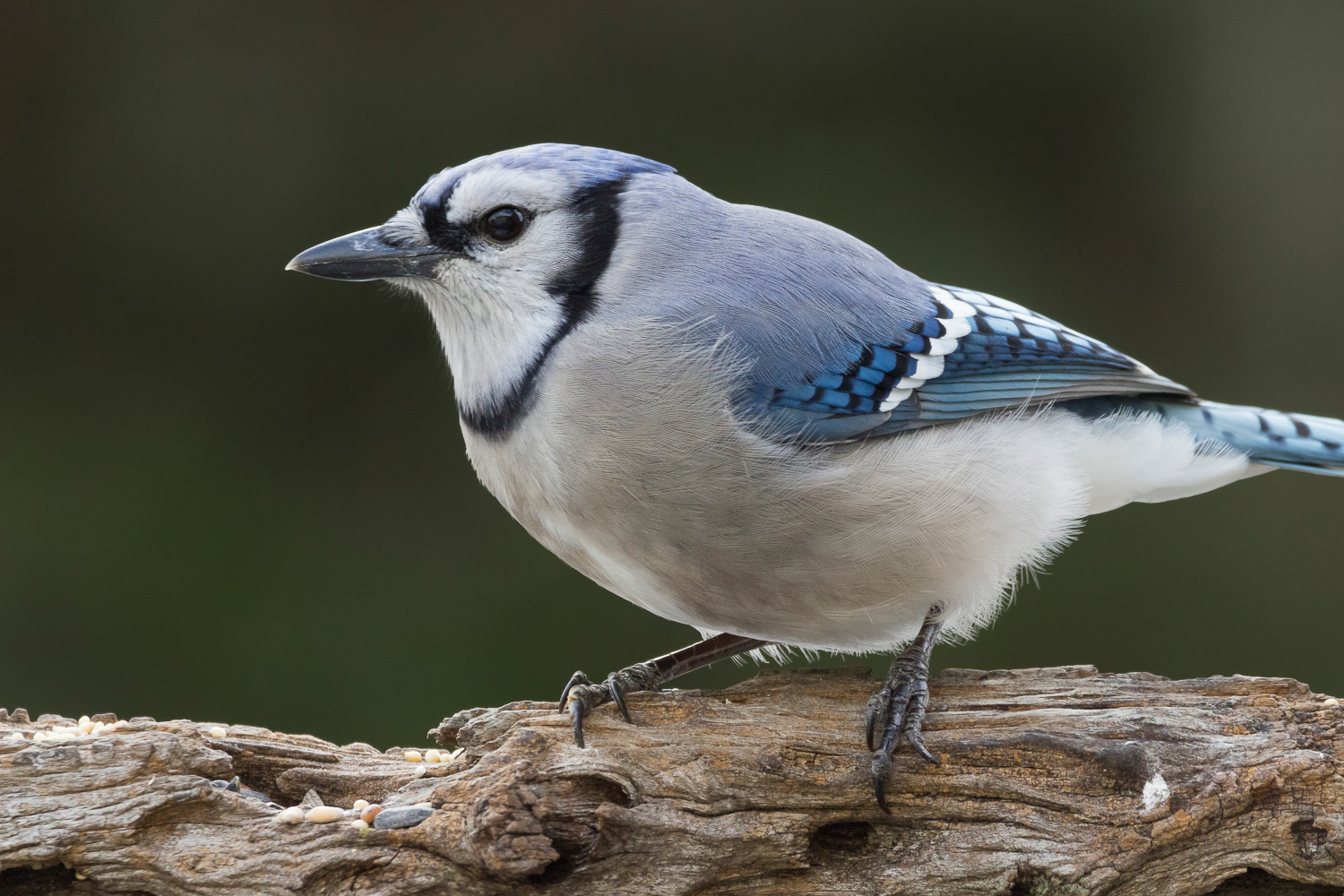 2017-12-10-bluejay_19.jpg