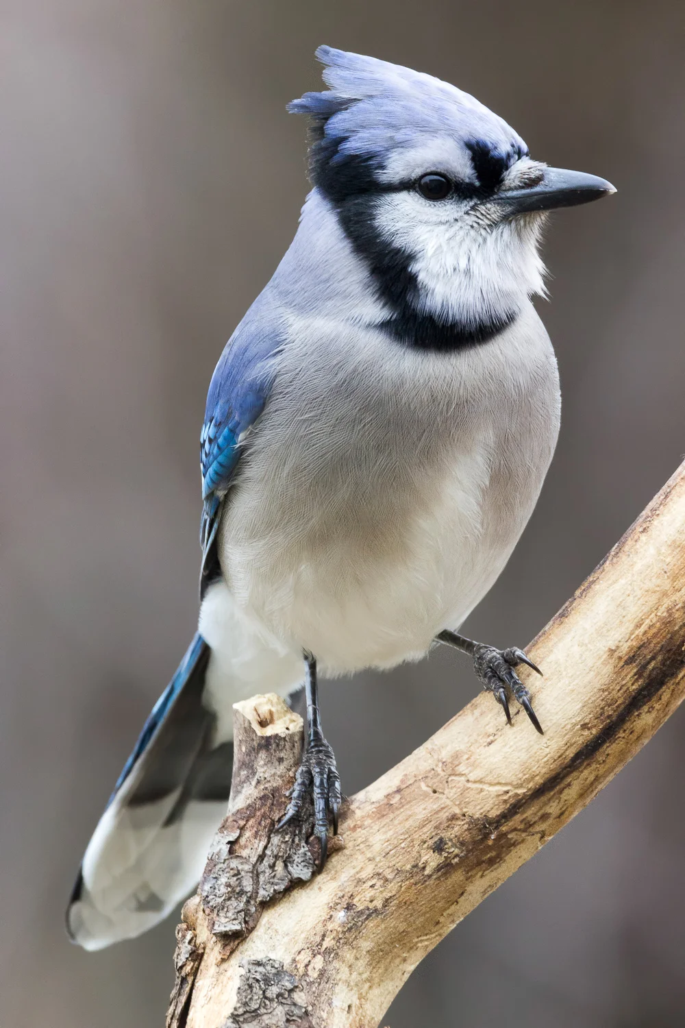 2017-12-29-bluejay_2.jpg