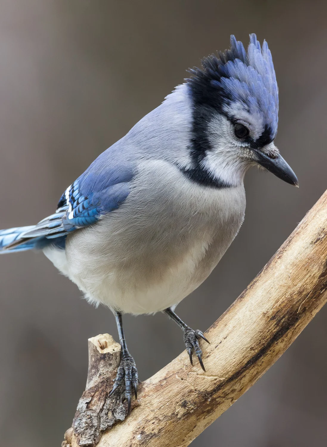 2017-12-29-bluejay.jpg