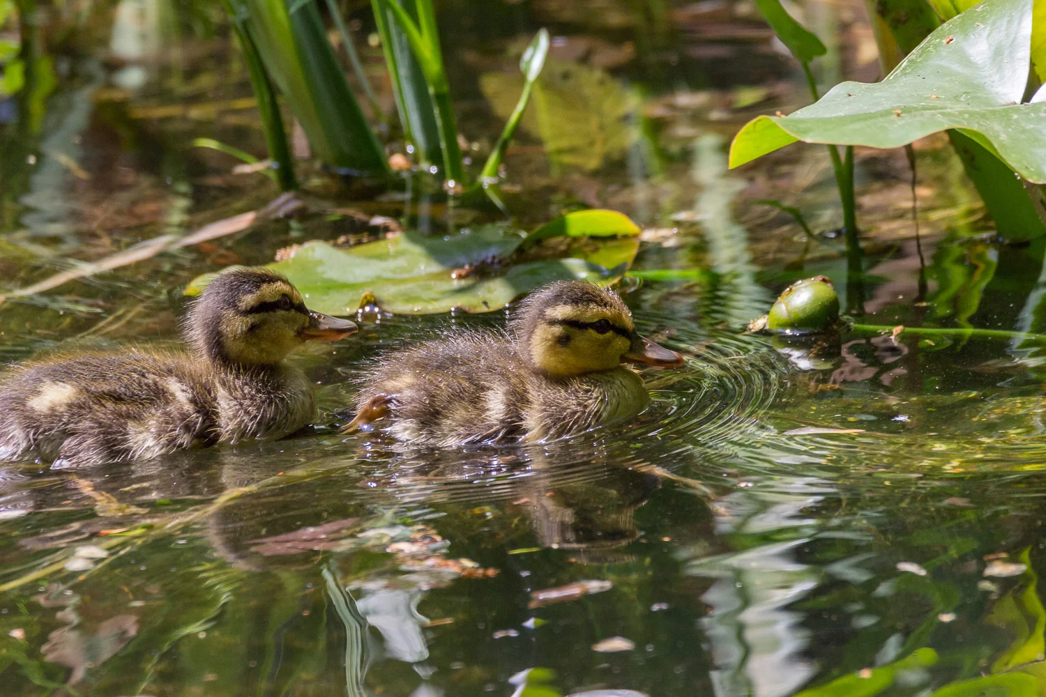 2016-04-20 baby ducks.jpg