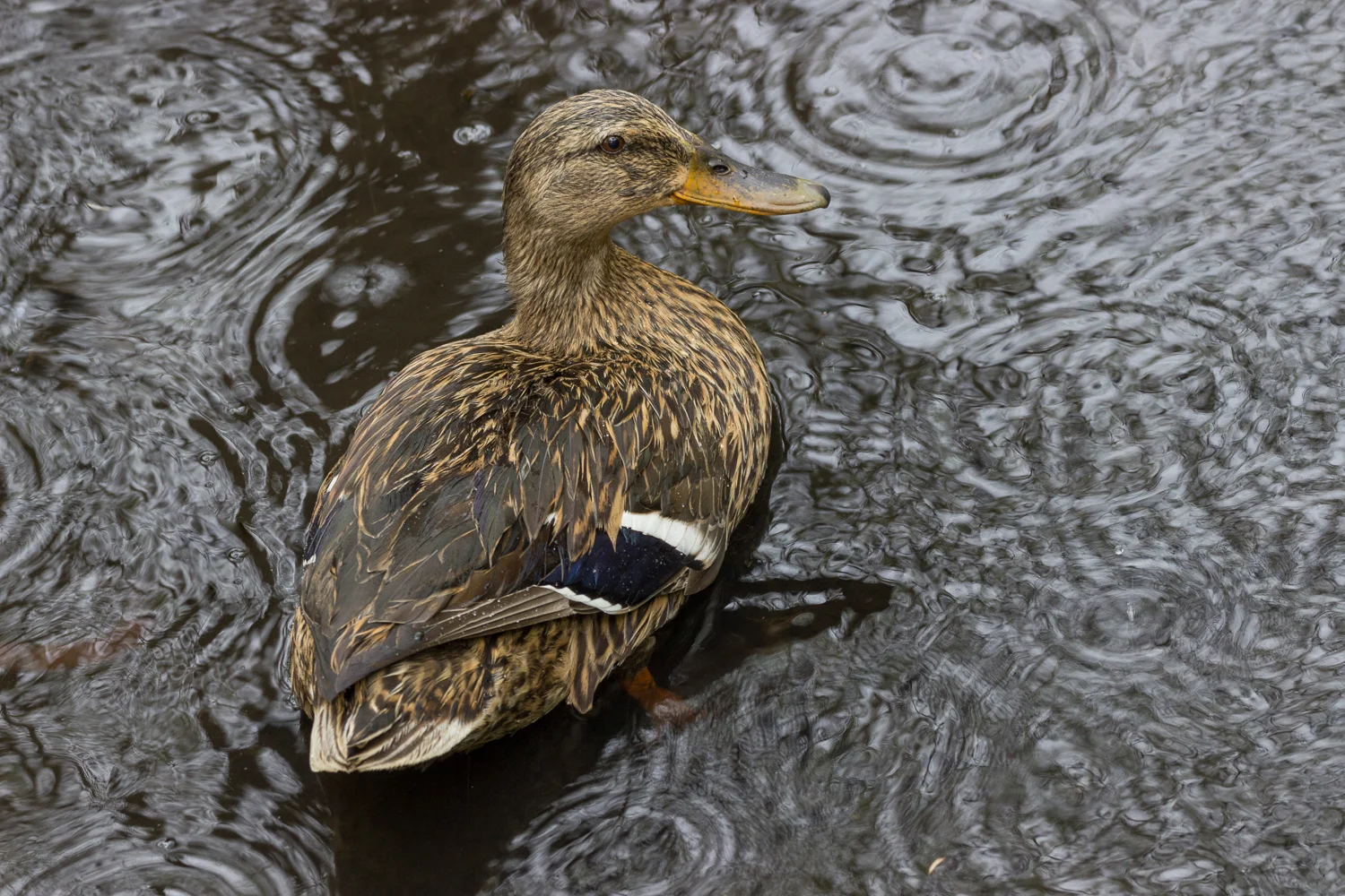 2016-04-17-mallard duck female_2.jpg