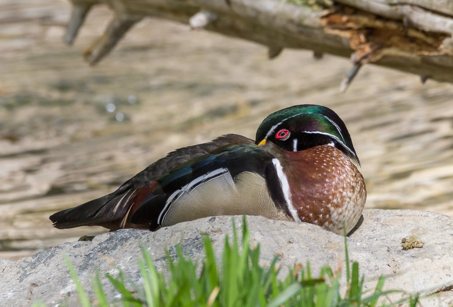 2016-04-20 wood duck_2.jpg