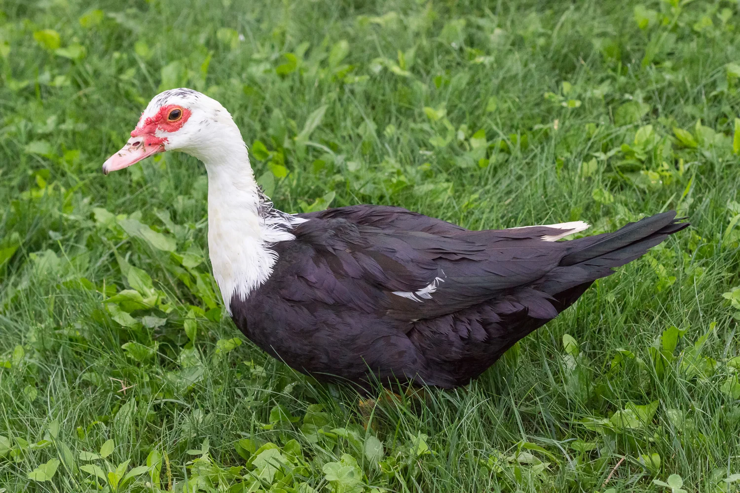 2016-09-18-moscovy ducks_1.jpg