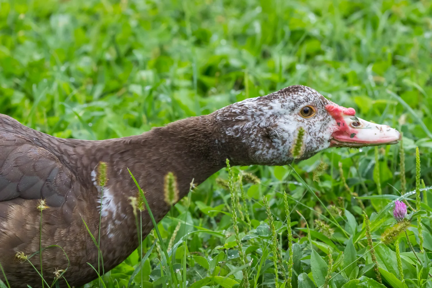2016-09-18-moscovy ducks_13.jpg