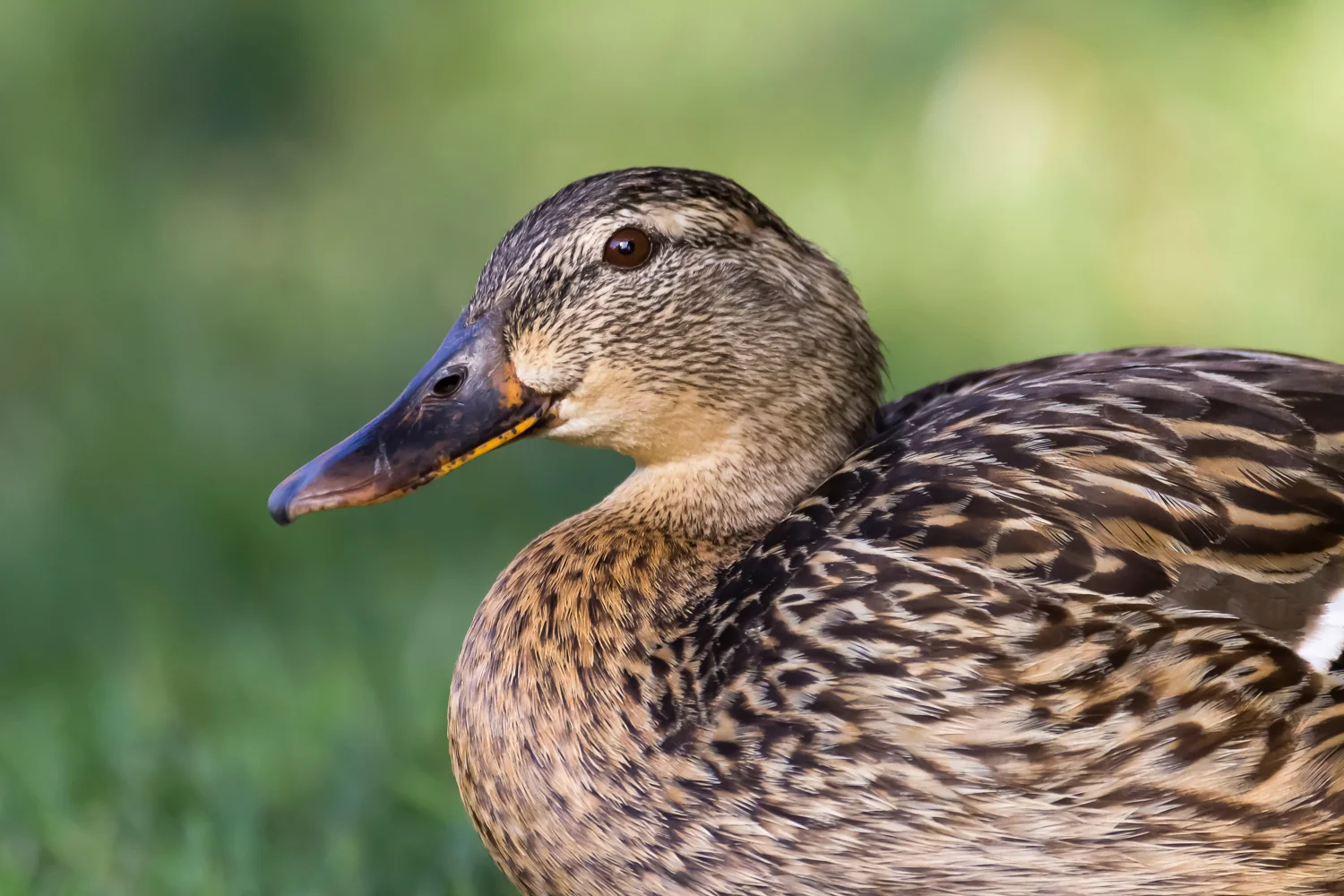 2016-11-30-female mallard_4.jpg