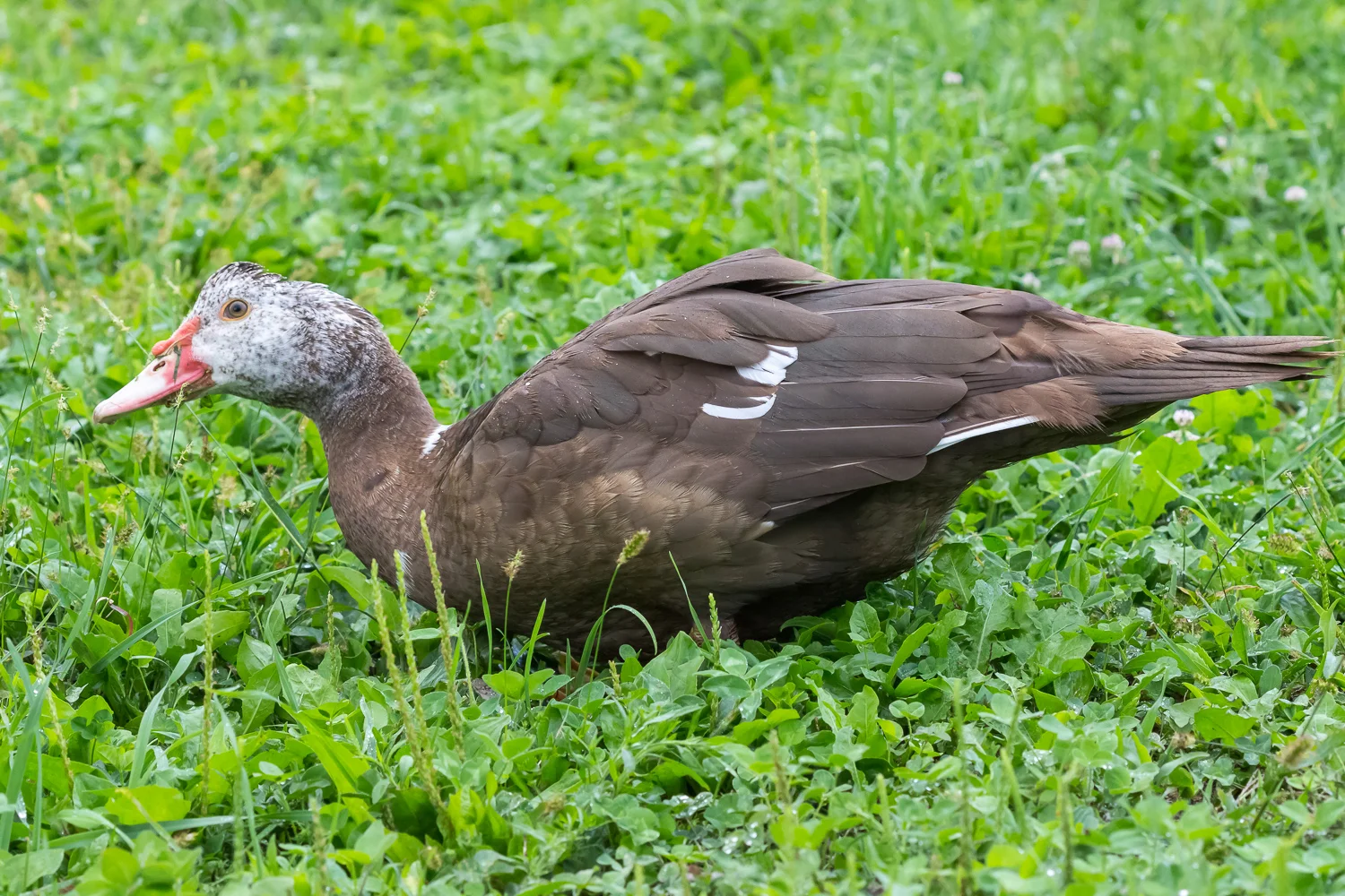 2016-09-18-moscovy ducks_17.jpg