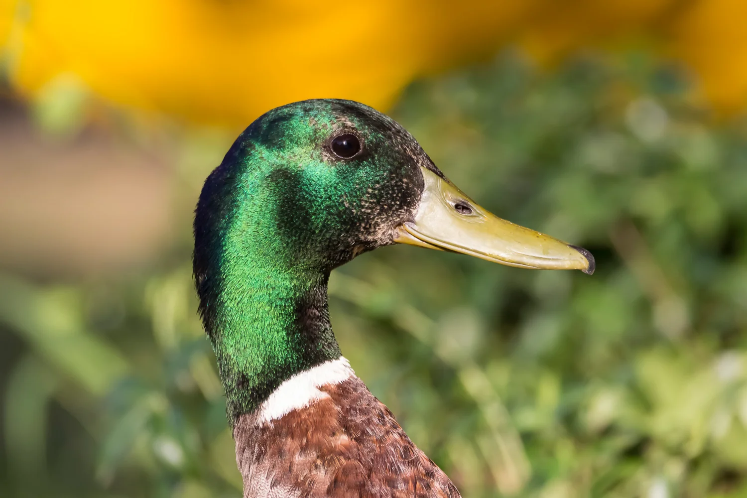 2016-11-30-male mallard_9.jpg