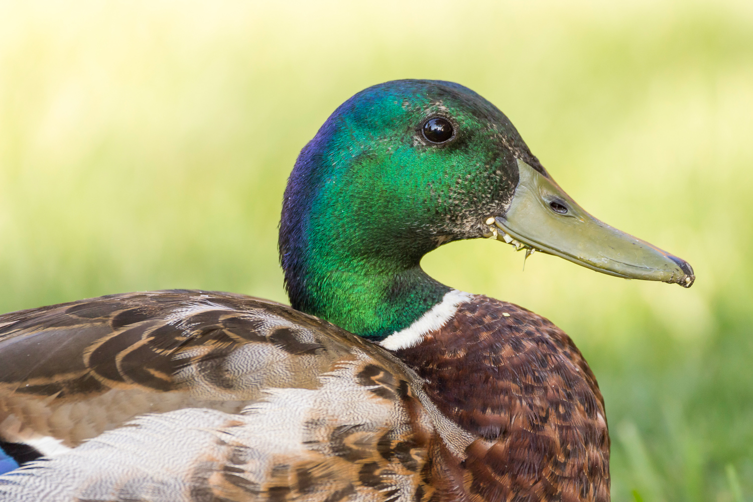 2016-11-30-male mallard_11.jpg