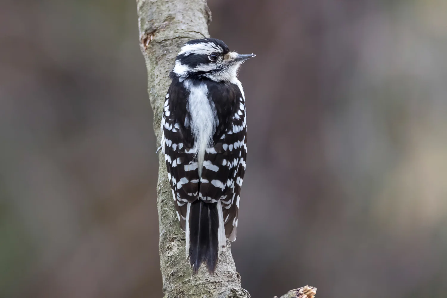 2016-03-14-Downy woodpecker_20.jpg