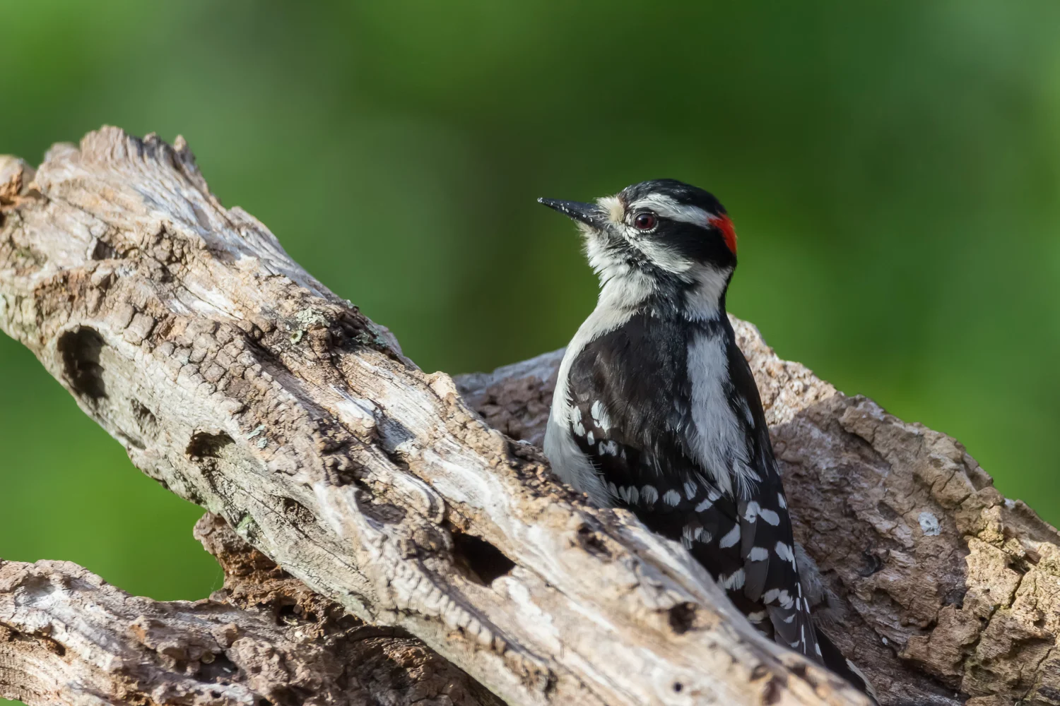 2016-05-04 Downy woodpecker_1.jpg