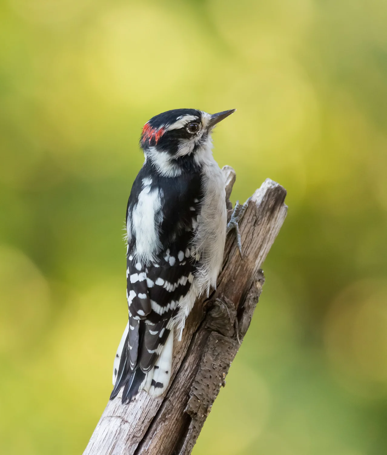 2016-09-14-Downy woodpecker_6.jpg
