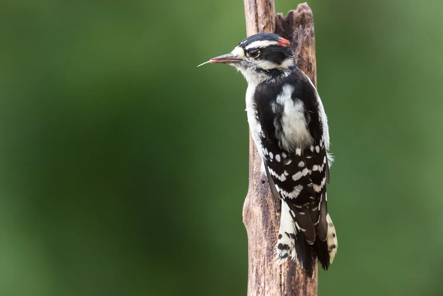 2016-09-19-Downy woodpecker_4.jpg