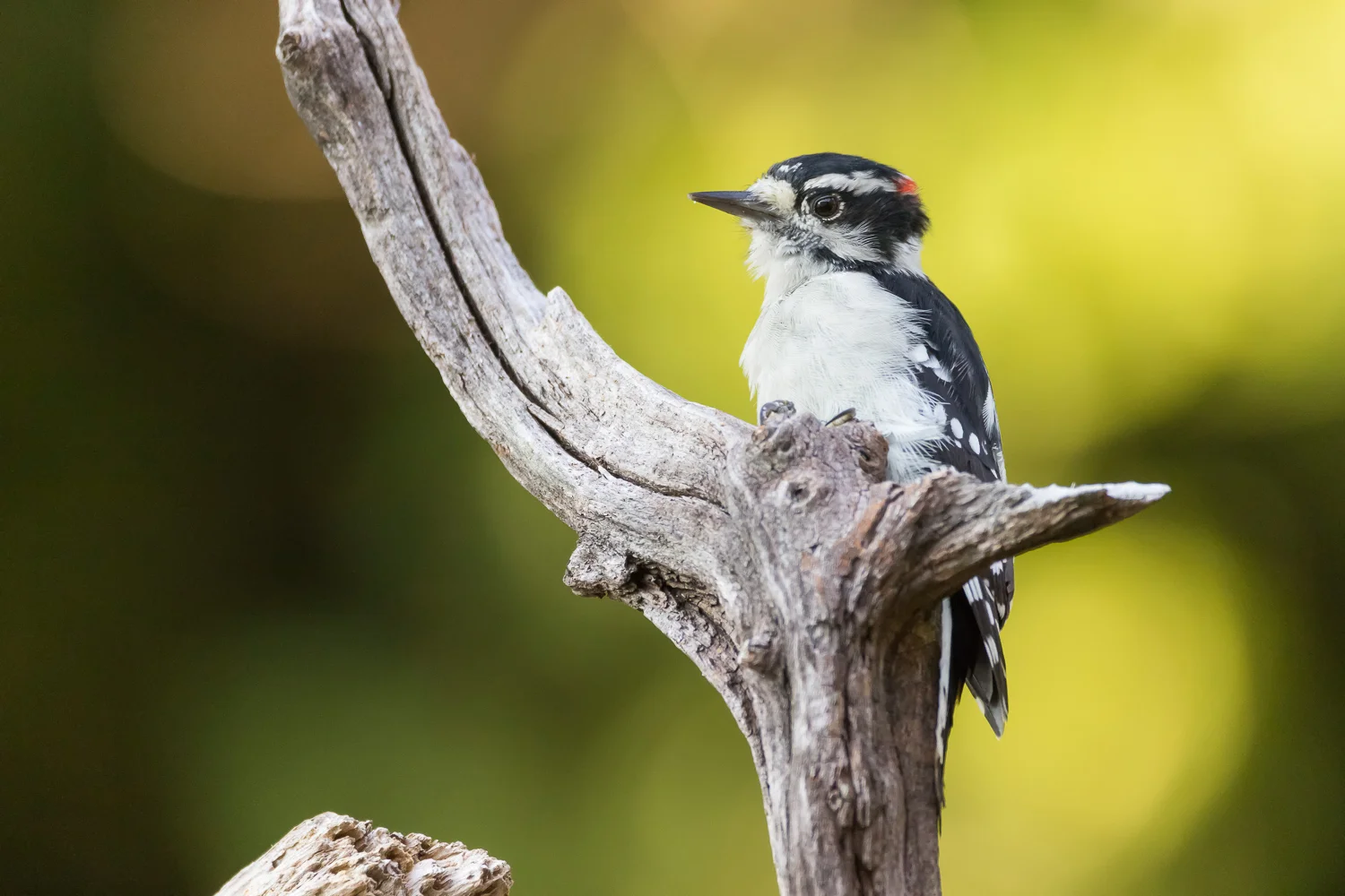 2016-09-14-Downy woodpecker_12.jpg